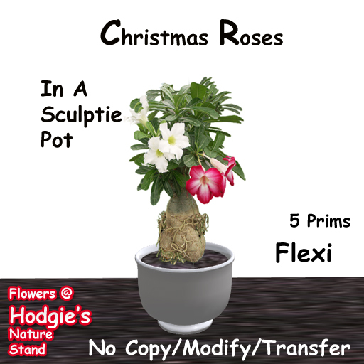 *Christmas Roses  Pink & White In Sculptie Pot