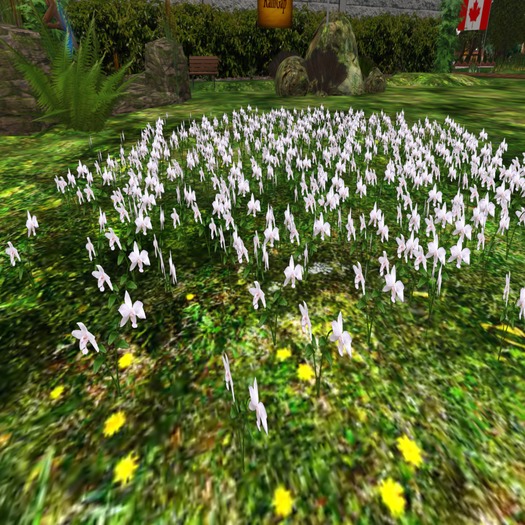 RG PINE TREE MEADOW COPY