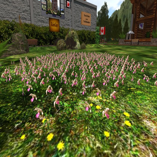 RG PINE TREE MEADOW COPY