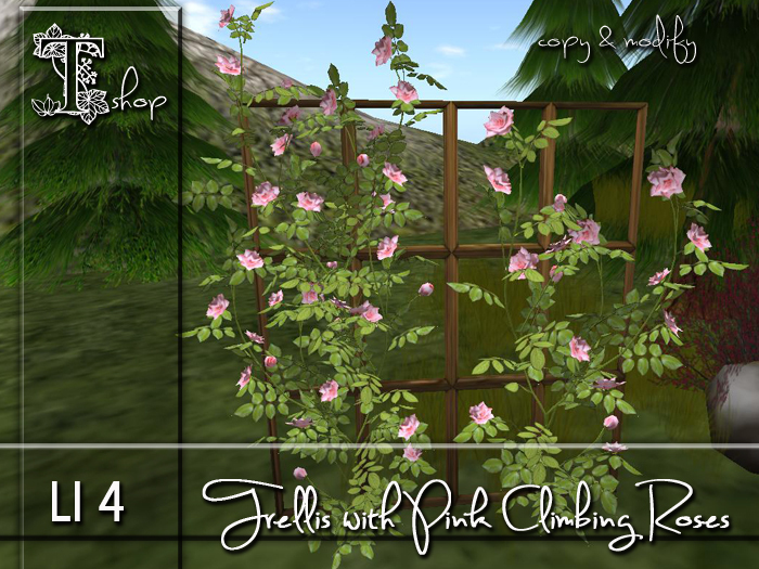 Trellis with pink Climbing Roses MC