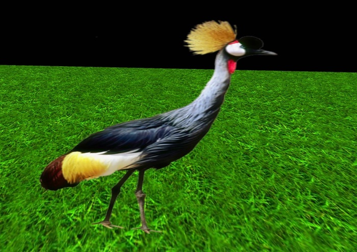 Grey Crowned Crane