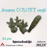Fantasy China mesh Acropora COLONY corals full perm 0.5 prim