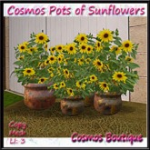 Cosmos Pots of Sunflowers (mesh)