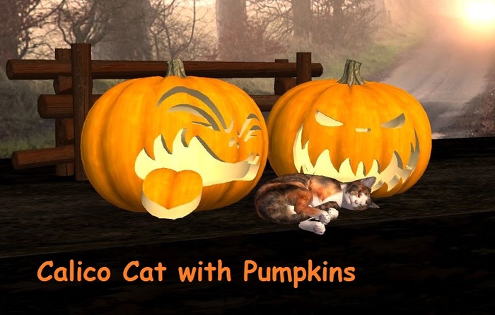Calico Cat with Pumpkins