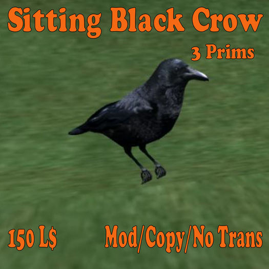 Sitting Black Crow (MN)(Box)
