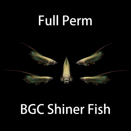 BGC Shiner Fish