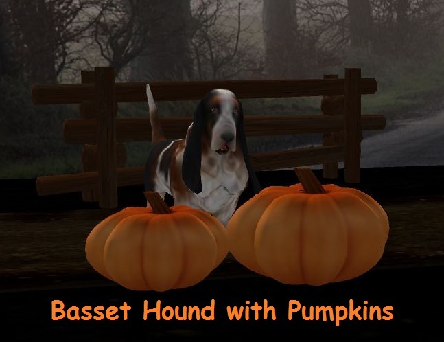Basset Hound with Pumpkins