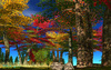 Scarletoakstrees3