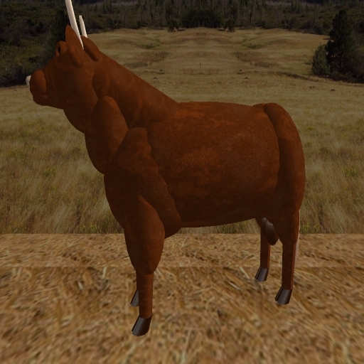 Salers Bull