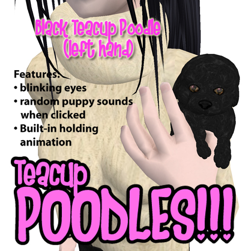 Black Teacup Poodle