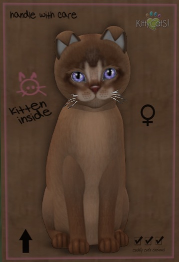 ♀  7T Abyssinian Ruddy Morning Glory Curious Small Illume Frisky Rounded Blonde Boo Boo