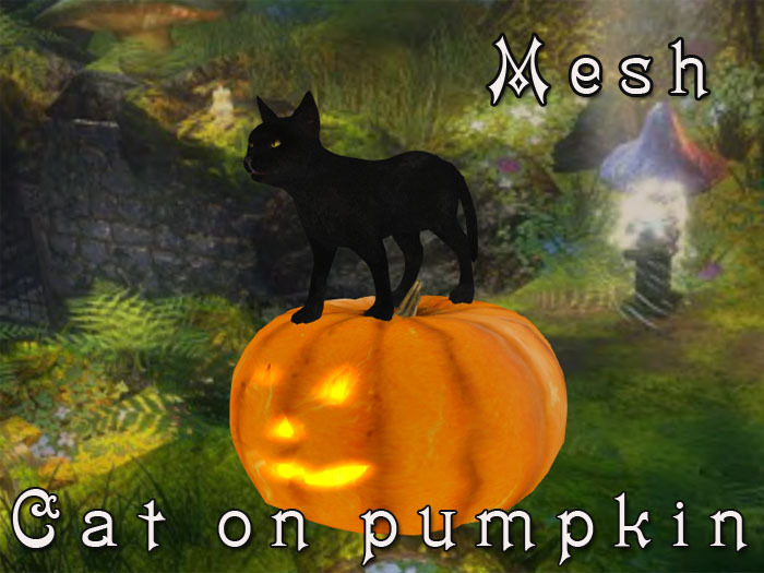 Cat on pumpkin