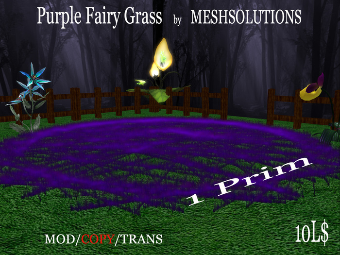 Purple Fairy Grass