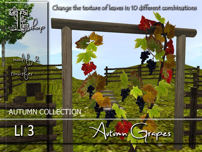 AUTUMN GRAPES MT