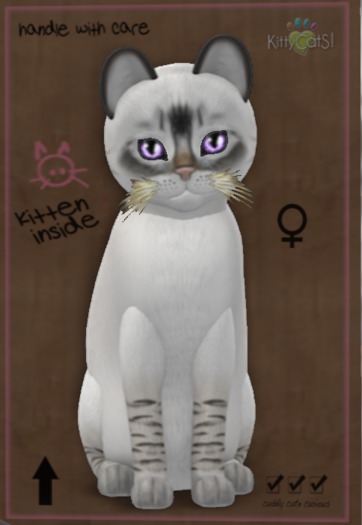 ♀ 8T Balinese Seal Lynx Crystal Dream Mysterious Big Porcelain Curious Rounded Blonde Streaked Plush