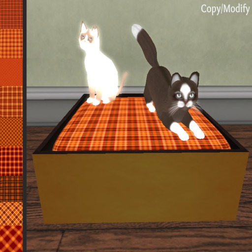 Kitty Korner : Shoegasm (red)