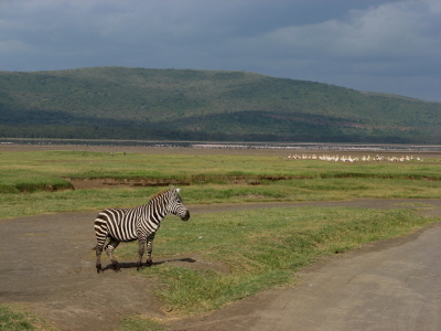Zebra (Framed for Sale)