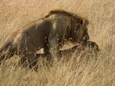 Mating Lions (Framed for Sale)