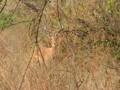 Impala (Framed for Sale)