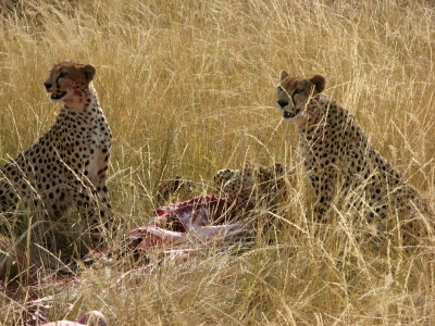 Cheetahs (Framed) For Sale
