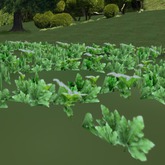 Multicolor Pumpkin Vine Field