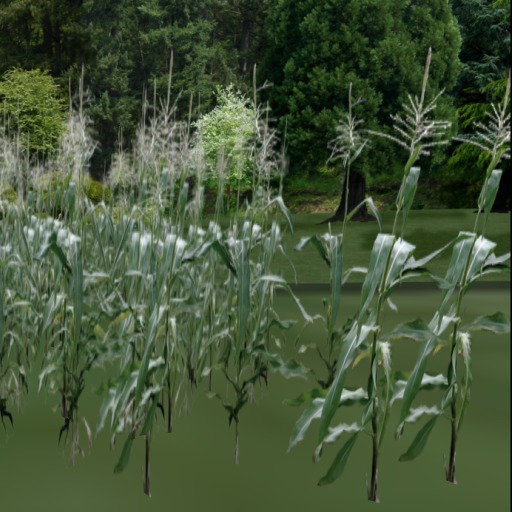 Multicolor Growing Corn Field