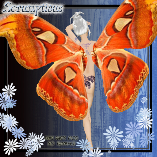 Scrumptious Orange Butterfly Wings