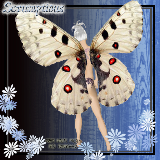 Scrumptious Grey Butterfly Wings