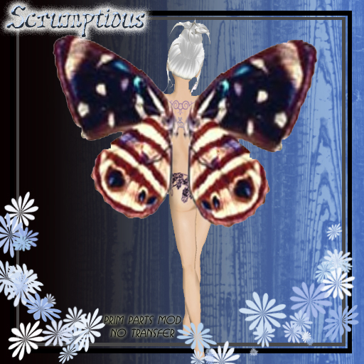 Scrumptious Brown and Blue  Butterfly Wings