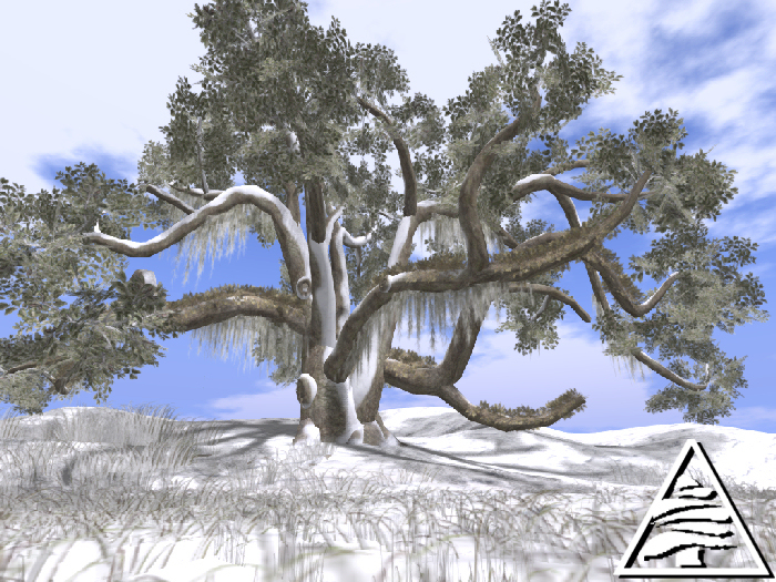 Winter Ancient Virginia Live Oak C/M