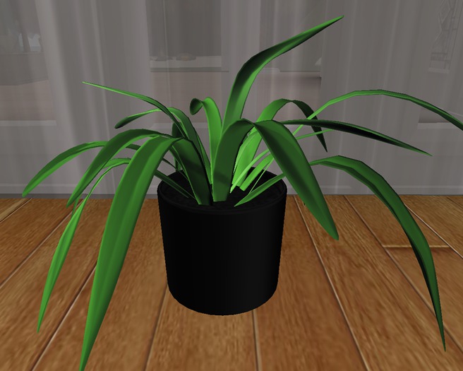 Spider Plant in Black Vase