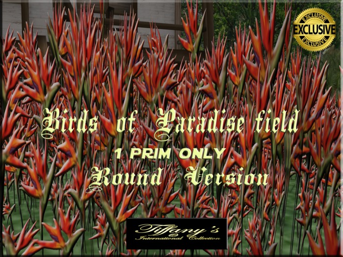 BIRDS OF PARADISE FIELD ROUND