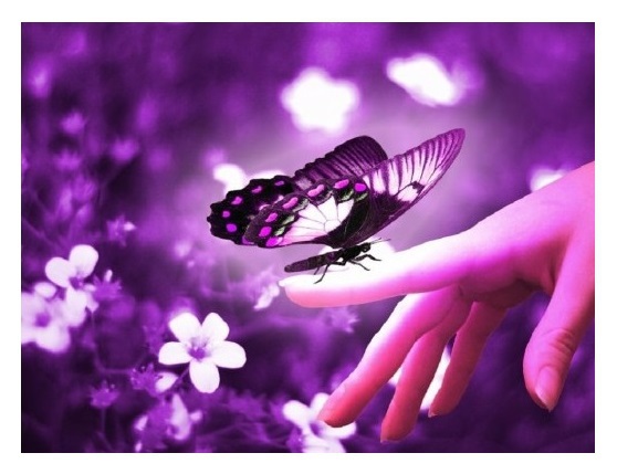 Butterfly Blessings Poster