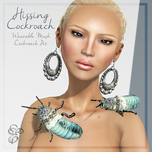 Entice - Hissing Cockroach - Princess