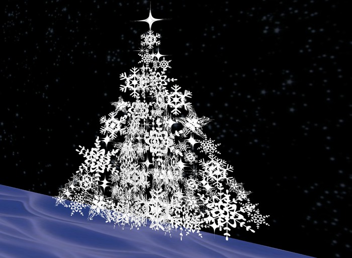 plants  christmas tree 8