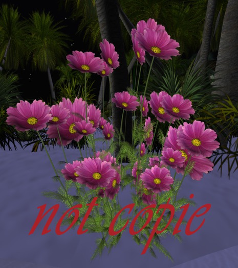 marguerites roses