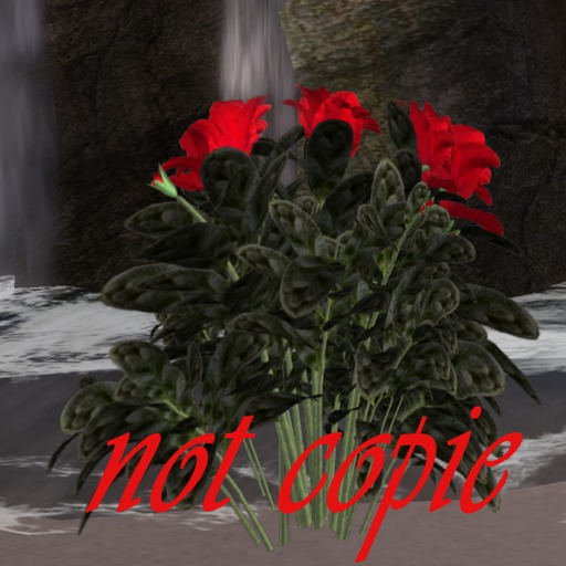 fleur  fraces rouge 31