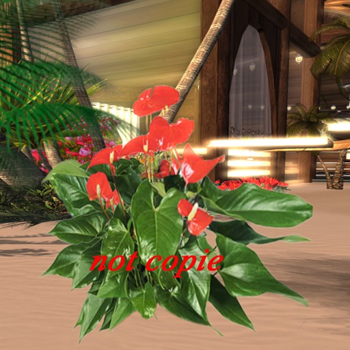 Hawen flowers-124