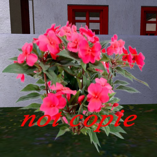 Impatiens couleur rose