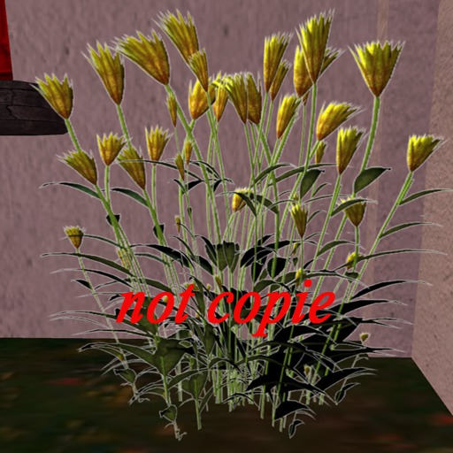 plante  aquatique  jaune