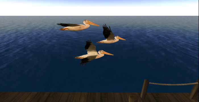 Animated Mesh Pelican Caught In Wind Gust