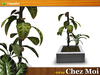 Sunshine potted plant