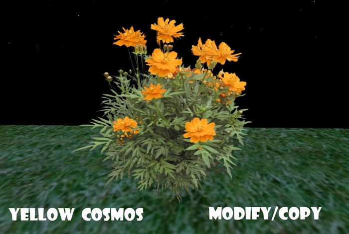 1 Prim Yellow Cosmos
