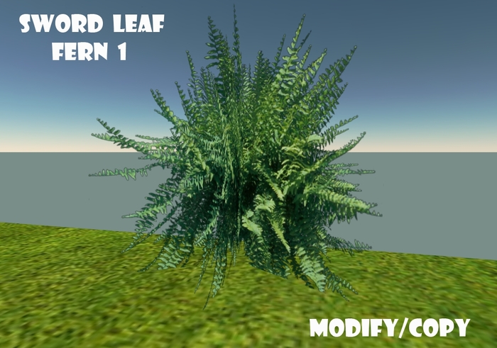 1 Prim Sword Leaf Fern 1