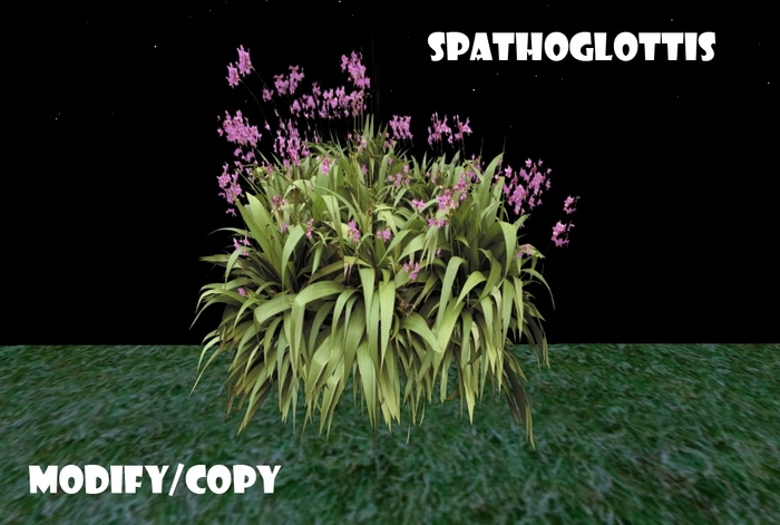 1 Prim Spathoglottis
