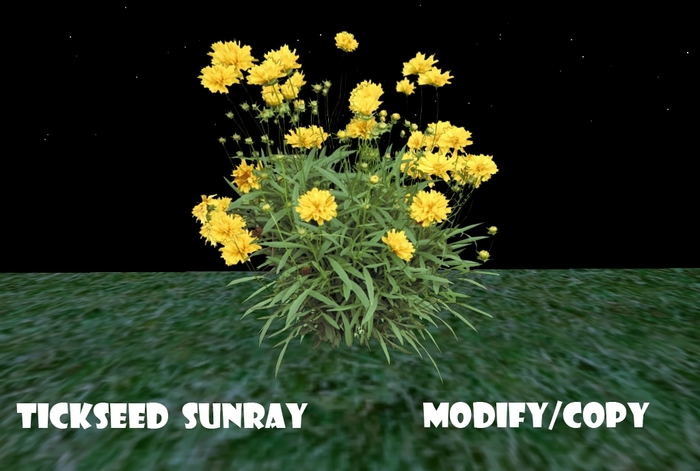 1 Prim Tickseed Sunray