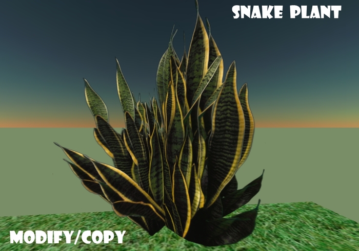 1 Prim Snake Plant