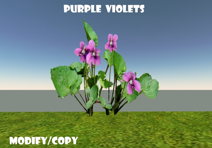 1 Prim Purple Violets