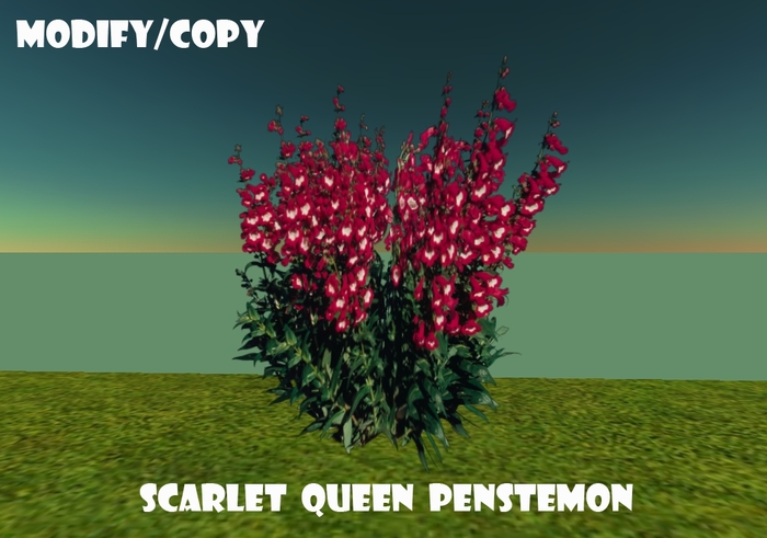1 Prim Scarlet Queen Penstemon