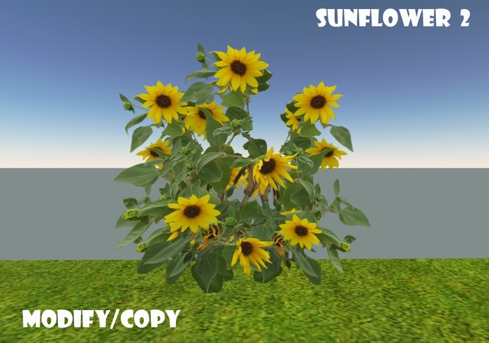 1 Prim Sunflower 2
